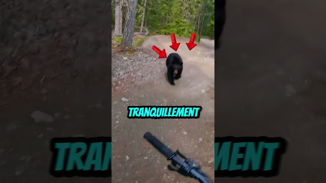 Ce cycliste croise un ours en pleine descente VTT 🐻🚴