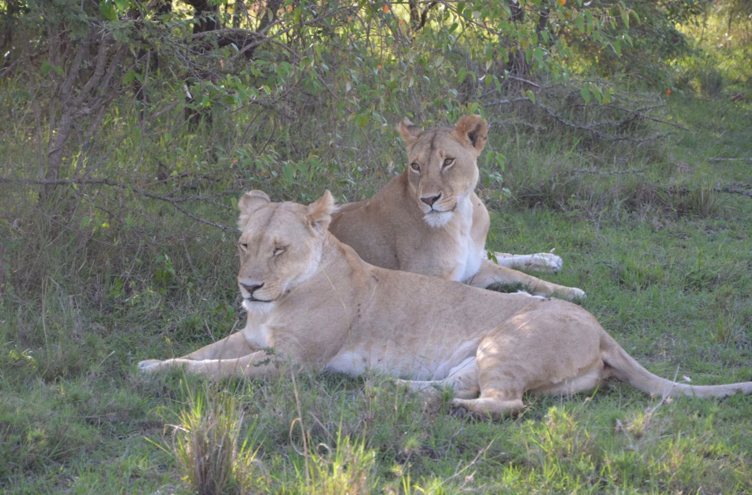 Safaris au parc Kruger