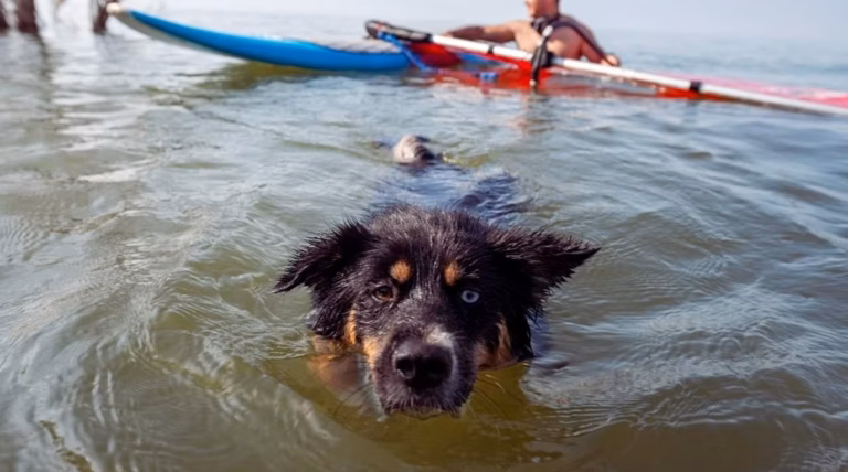 Vacances avec votre chien : conseils essentiels pour profiter à la mer ou à la montagne en toute sécurité